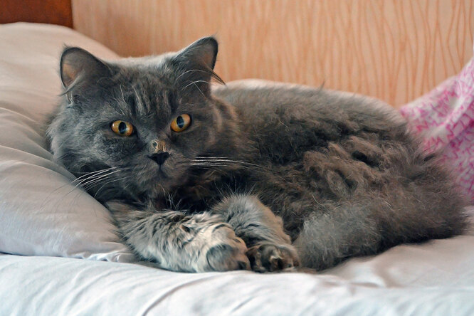 Хайленд-страйт