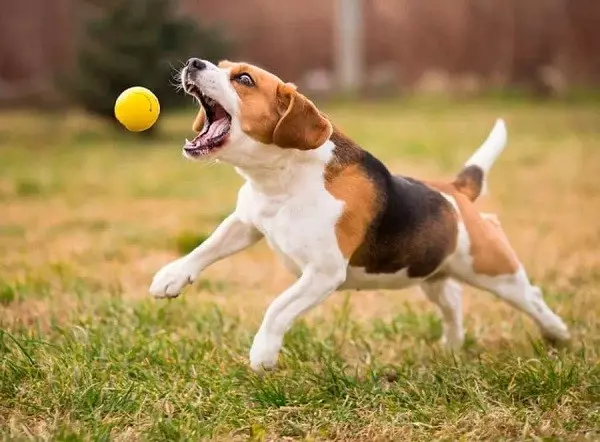 Характер біглів