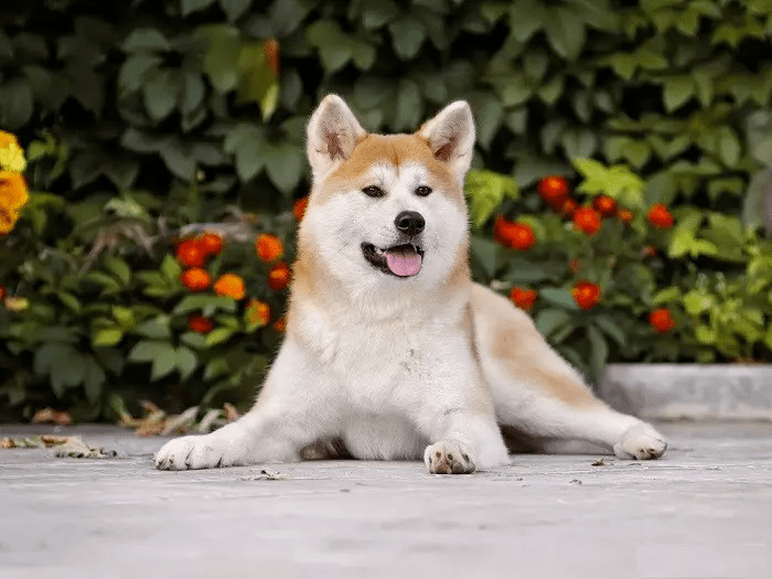 Характер породи собаки акіта-іну