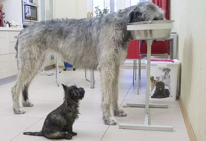 Харчування ірландського вовкодава