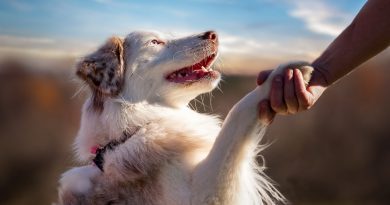 Хто кого приручив: людина собаку чи собака людини