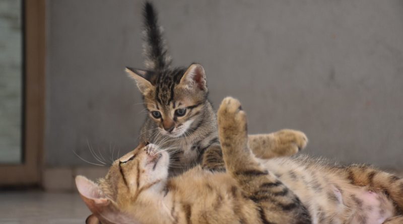 Кішка народила кошенят: три головні поради від експерта, які має знати кожен