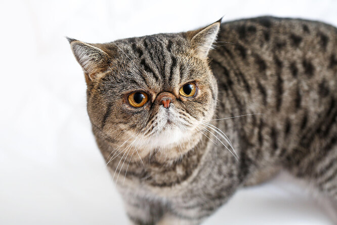 Короткошерстний екзот