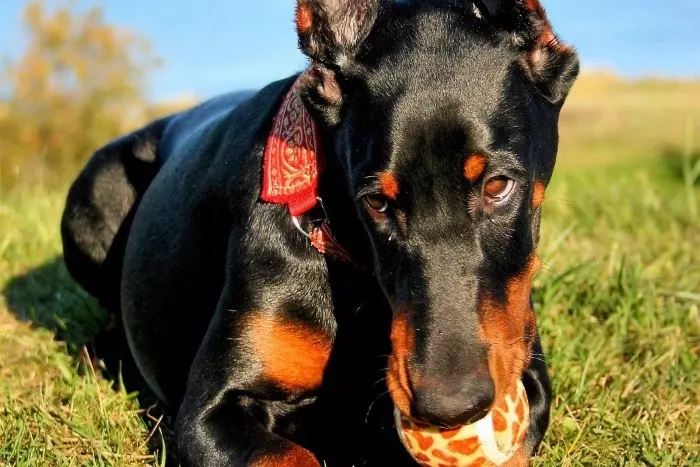 Корисні та шкідливі звички доберманів