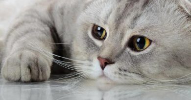 Котяча депресія: як допомогти кішці подолати стрес