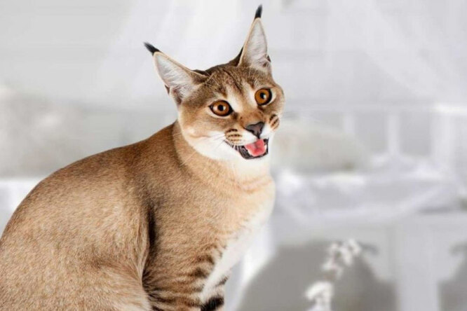 Кіт породи каракет