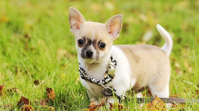 Красиві прізвиська для собаки хлопчика маленької породи