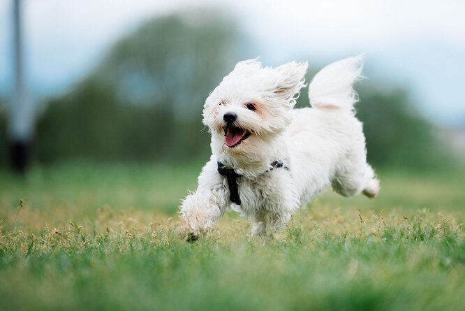 Мальтійська болонка
