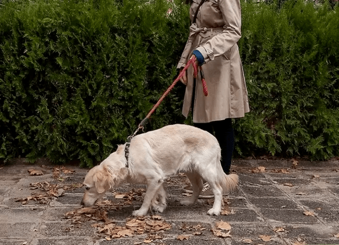 Методи, як відучити собаку тягнути повідок