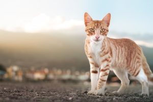 Міф чи правда: звідки пішло повір’я, що у котів дев’ять життів?