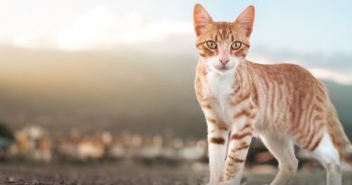 Міф чи правда: звідки пішло повір'я, що у котів дев'ять життів