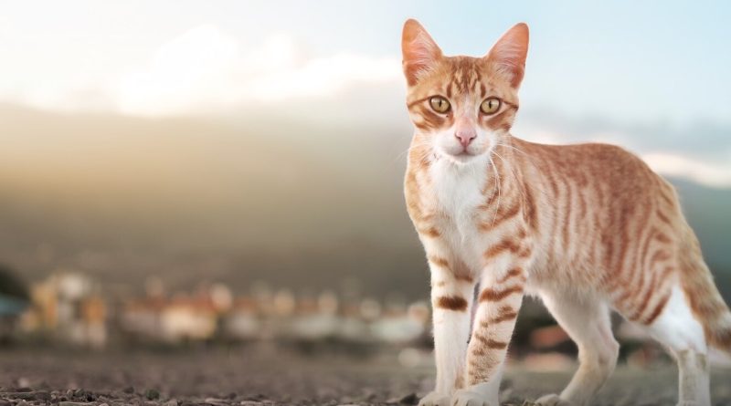 Міф чи правда: звідки пішло повір'я, що у котів дев'ять життів