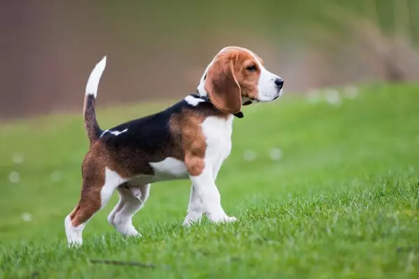 Міні або карликовий бігль