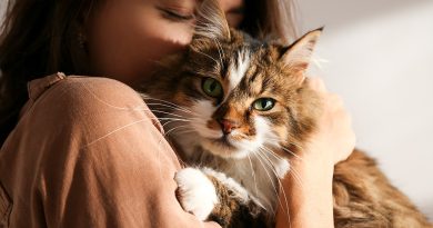 Найкращий антидепресант у світі: 7 найласкавіших порід кішок