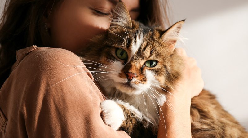 Найкращий антидепресант у світі: 7 найласкавіших порід кішок