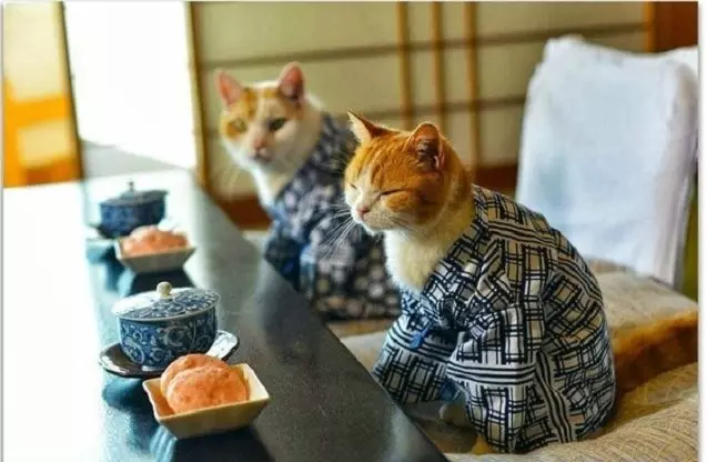 Назви кішок, за географічними об'єктами