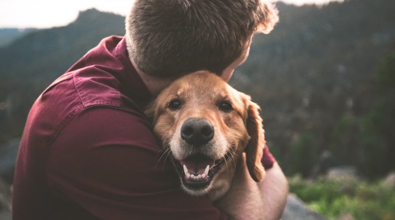 Не може без господаря, хвилюється і гавкає: як допомогти тривожному собаці