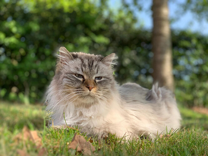 Невська маскарадна