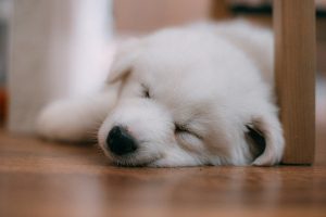 Ні хвилини спокою: як змусити цуценя спати всю ніч?