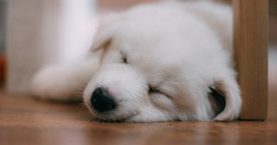 Ні хвилини спокою: як змусити цуценя спати всю ніч