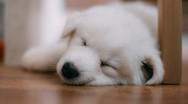 Ні хвилини спокою: як змусити цуценя спати всю ніч