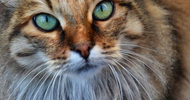 Очі в очі: чому кішки уважно дивляться на вас