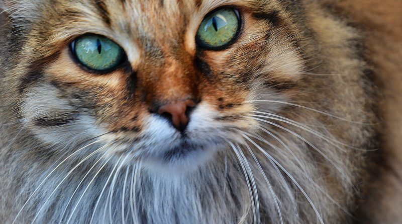 Очі в очі: чому кішки уважно дивляться на вас