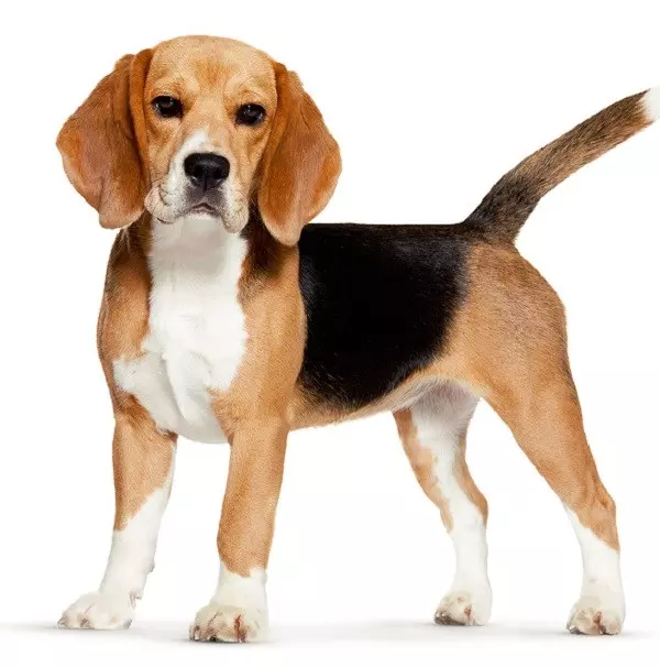 Опис породи — історія