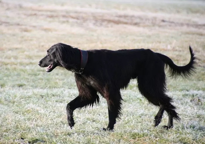 Опис породи тайгана