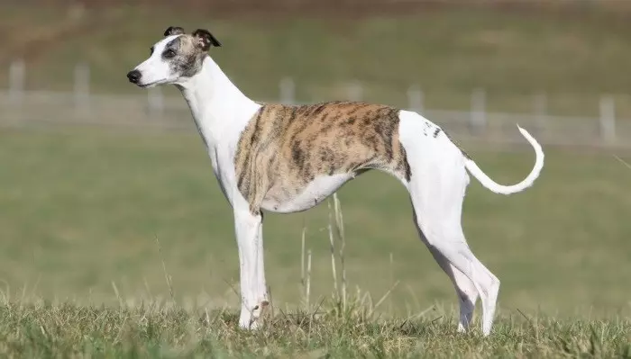 Опис породи