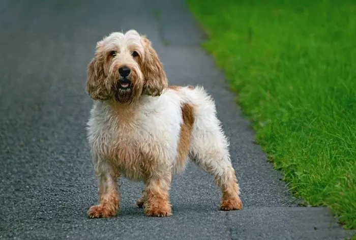 Опис зовнішнього вигляду басет-грифонів