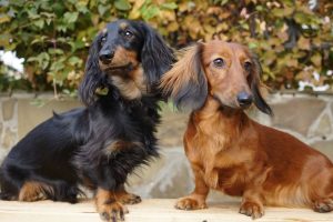 Отит у собаки.