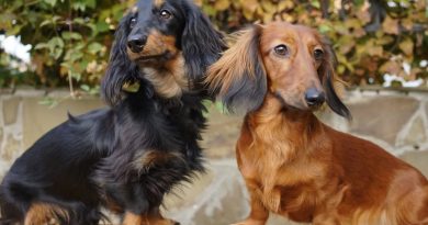 Отит у собаки