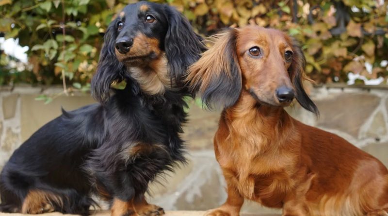 Отит у собаки