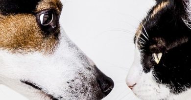 Пасивне куріння тварин: чим загрожують вихованцям господарі, що палять