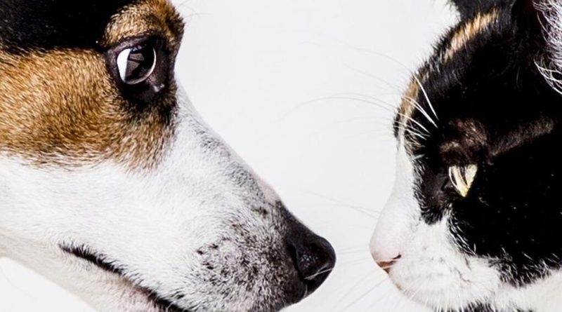 Пасивне куріння тварин: чим загрожують вихованцям господарі, що палять