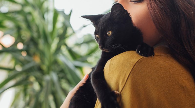 Погладьте лікаря: чи може кіт вилікувати свою людину