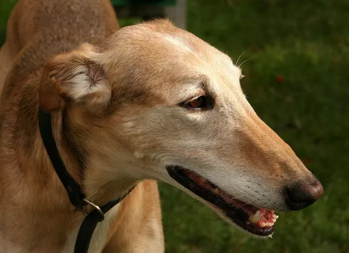 Польський харт