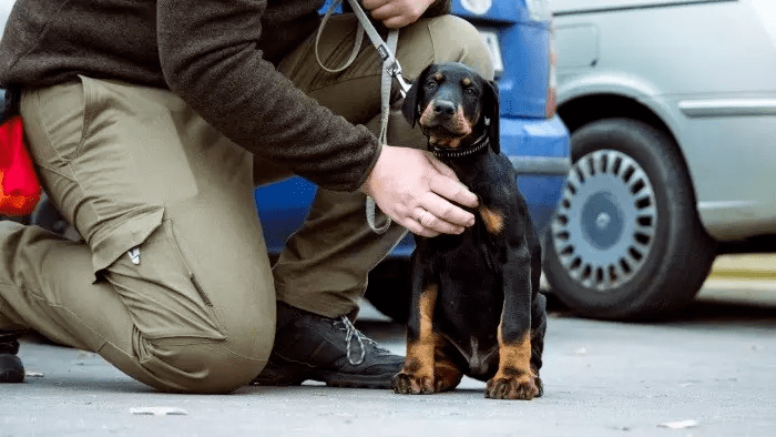 Помилки при дресируванні доберманів