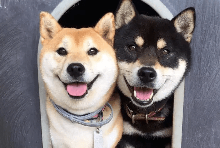 Порівняння акіта-іну та сіба-іну