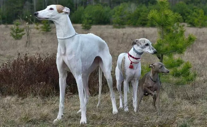 Порівняння порід