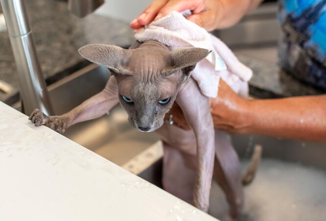 Протипоказання до купання кота / кішки