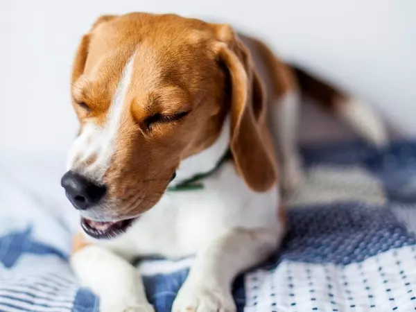 Причини кашлю у собак