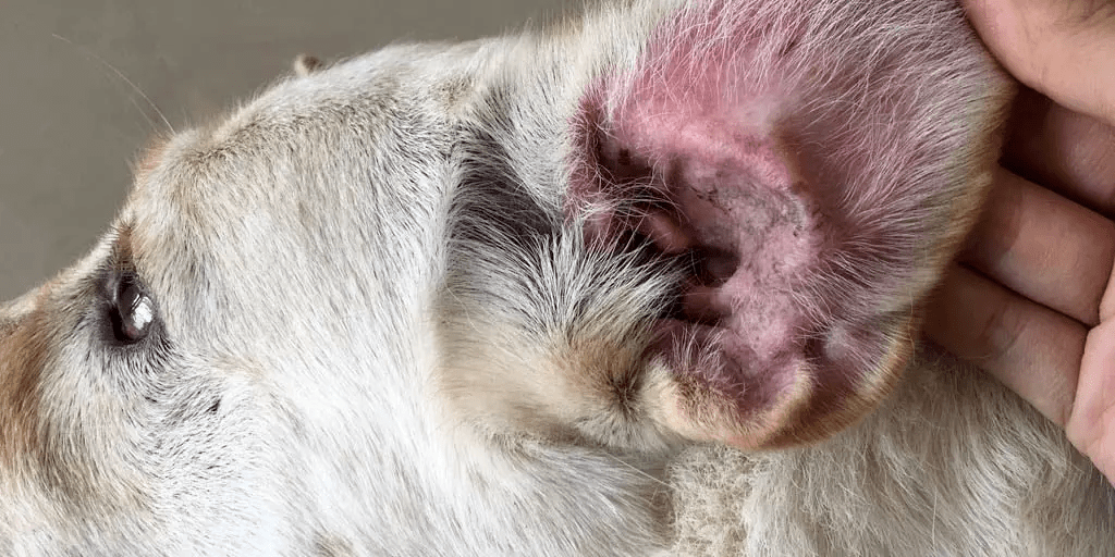 Причини виникнення отиту у собак