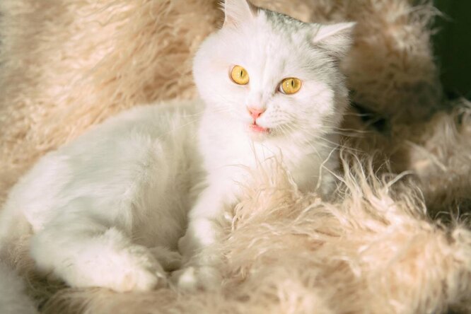 Порода котів Регдол