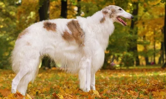 Російський хорт