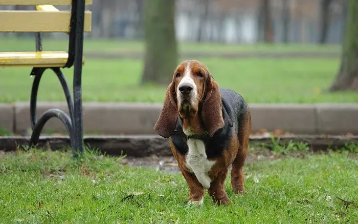 Розмір та вага басет-гаунд