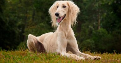 Салюки — перський хорт