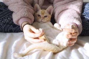 Сама доброта: які породи кішок вважаються найпоступливішими та доброзичливими?