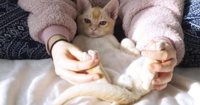 Сама доброта: які породи кішок вважаються найпоступливішими та доброзичливими